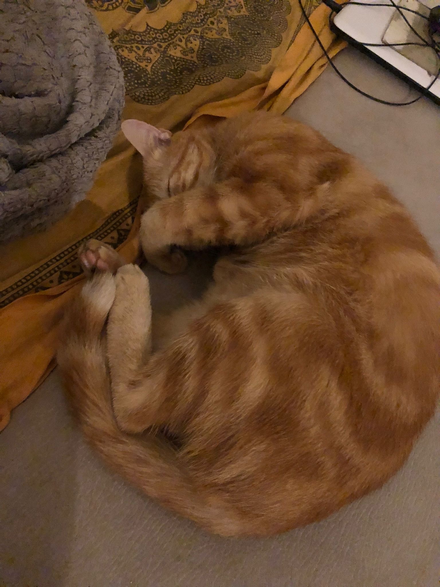 Bekaye - Hochdorf - Lucerne | Speed Dating