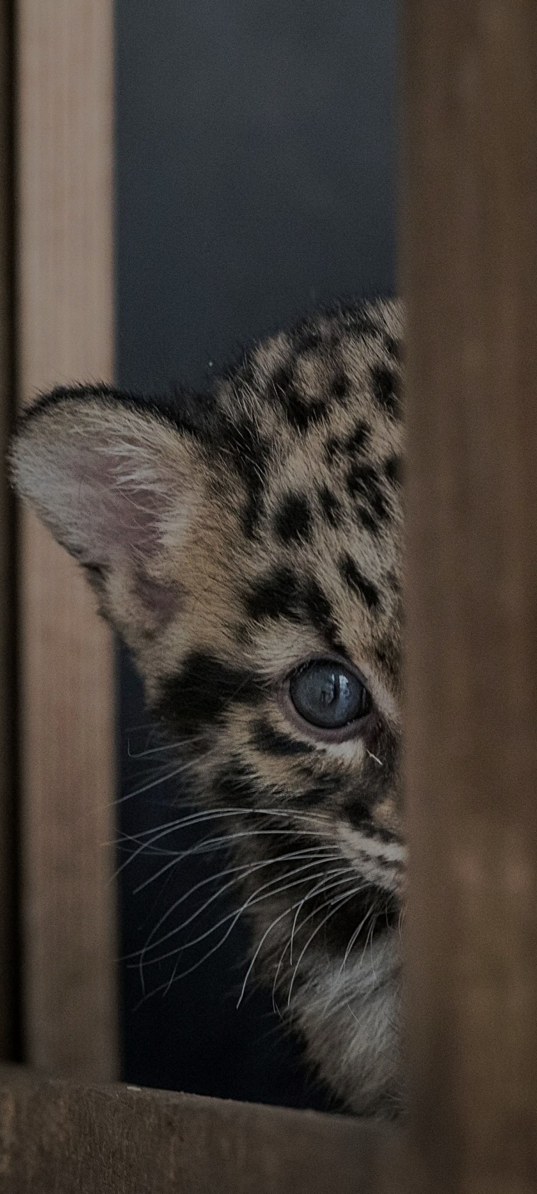 Wallen - Cully - Vaud | Speed Dating